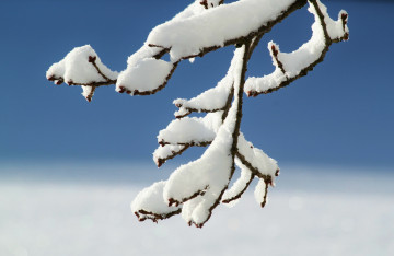 Фото бесплатно верка со снегом, зима, мороз, холод