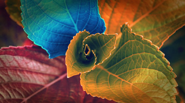 разноцветные листья, макро, Colorful leaves, macro