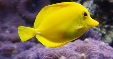 морская лучепёрая рыба, жёлтая рыбка, семейство помацентровых, море, глубина, коралловый риф, подводный мир