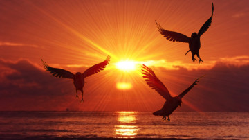 силуэты птиц, чайки, море, закат, солнце, 3840х2160, 4к обои