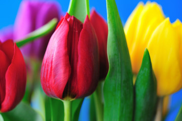 Самые красивые тюльпаны, цветы, весна