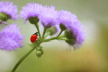 Фото бесплатно божья коровка, фиолетовые цветы, насекомые, макро