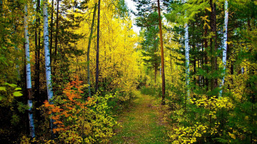forest, birch, trees, plants, autumn, nature, जंगल, बर्च, पेड़, पौधे, शरद ऋतु, प्रकृति, лес, березы, деревья, растения, осень, природа