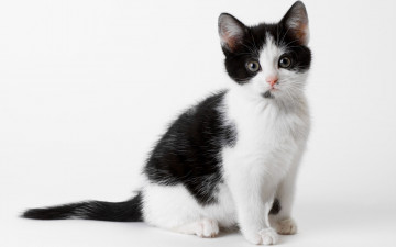 котенок, черно-белый, домашние любимцы, Kitten, black and white, pets