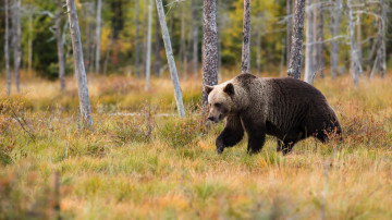 бурый медведь в лесу, дикие животные