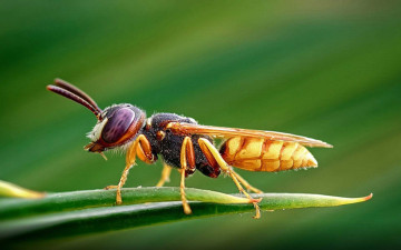 макро, пчела, насекомое, лист, зеленый фон, macro, bee, insect, leaf, green background, मैक्रो, मधुमक्खी, कीट, पत्ता, हरी पृष्ठभूमि