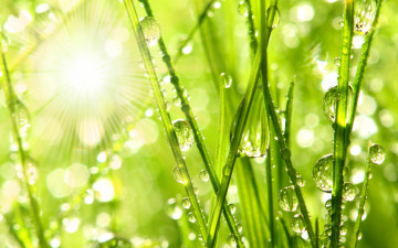 макро, лучи солнца, трава, капли росы, природа, яркие красивые обои