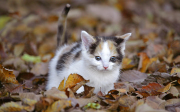 котенок, желтые листья, домашние животные