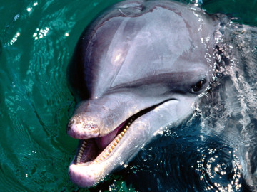 дельфин обыкновенный, море, животные, красивое фото, Common dolphin, sea, animals, beautiful photo