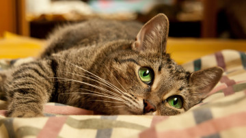 domestic cat, on a blanket, lies, green eyes, animals, домашняя кошка, на одеяле, лежит, зеленые глаза, животные,