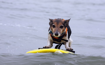 собака спортсмен на море, домашние животные, дрессированные