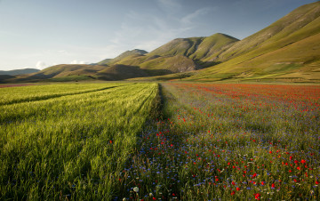 поле, горы, цветы полевые, пейзаж, ландшафт, природа