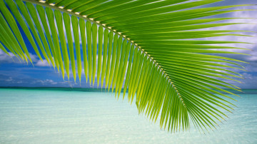 море, пальмовый лист, лазурный берег, курорт, тропики, лето, природа