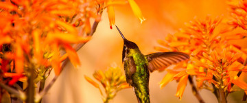 beautiful hummingbird feeding, колибри, маленькая птичка, цветы, пьет нектар, 3440х1440