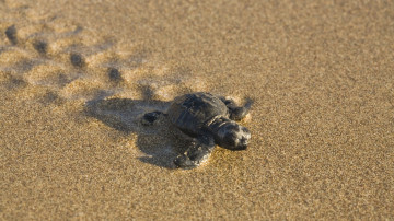 черепаха, движется по песке, животные, песок, turtle moves along the sand, animals, sand