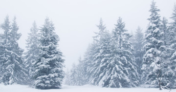 Обои на рабочий стол зима, снег, beautiful, деревья, snow, landscape, winter, fir tree, зимний, елки, пейзаж