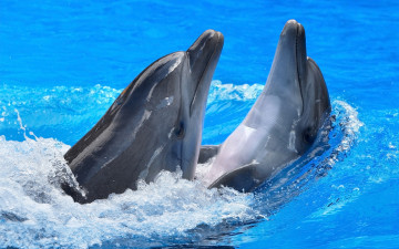 2560х1600, дельфины, животные, бассейн, хищники, зубатые киты, dolphins, animals, swimming pool, predators, toothed whales