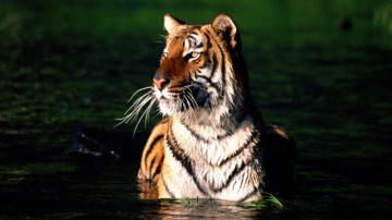 тигр в воде, дикие животные