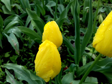 желтые тюльпаны-весенние цветы, капли дождя, 3260х2440 4К обои весна