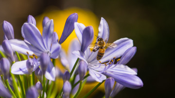 Фото бесплатно пчела, растение, насекомое, цветы, размытый фон