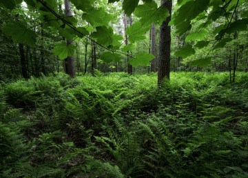Фото лес, природа онлайн бесплатно