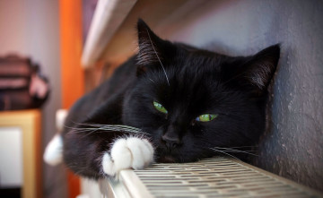 черная кошка с белым лапками на батарее