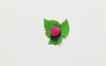minimalism, raspberry, berry, green leaf, white background, минимализм, малина, ягода, зеленый лист, белый фон