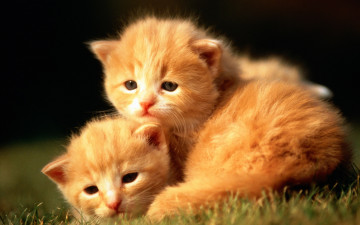 рыжие котята на траве, сонные, домашние животные