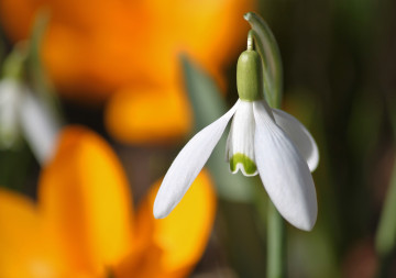 Фото бесплатно подснежник, весенний цветок, макросъёмка