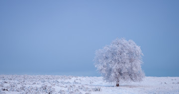 Обои на рабочий стол мороз, ясное небо, замороженное дерево, одинокое дерево, поле, пейзажи
