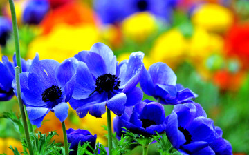 цветы синие, весна, красивые обои на рабочий стол, Flowers blue, spring, beautiful wallpapers