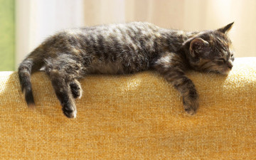 котенок спит на диване, домашние животные, кошки