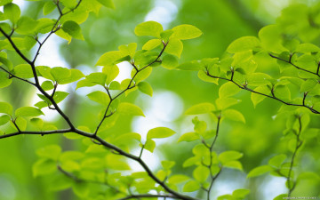 ветка, дерево, зеленые листья, природа, лето