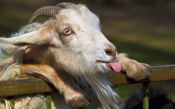 коза на заборе, язык, смешные животные, фото, обои скачать, Goat on the fence, language, funny animals, photo, wallpaper download