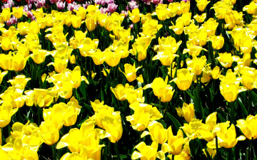 2560х1600 жёлтые тюльпаны весна клумба цветы