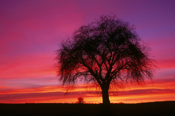 одинокое дерево, закат, вечер, сумрак, лиловое небо, горизонт, тень дерева