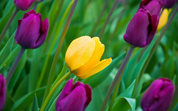 1920х1200, фиолетовые тюльпаны, желтый тюльпан, весенние цветы, зеленые листья, бутоны, весна