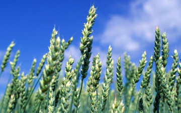 зеленые колоски пшеницы, голубое небо, природа, пшеничное поле