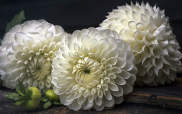 1920х1200 белые хризантемы цветы