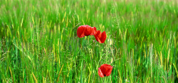 красный мак в зеленой траве, полевые цветы, яркие обои, red poppy in green grass, wild flowers, bright wallpaper