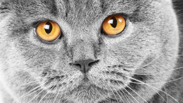 Британская короткошёрстная кошка, мордочка, глаза, домашние любимцы, British shorthair cat, face, eyes, pets