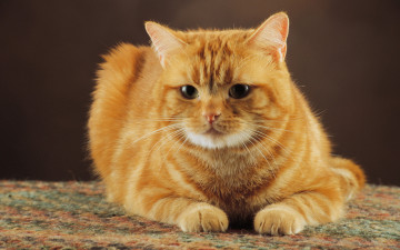 рыжий кот лежит, домашние животные, обои, Red cat lying, pets, wallpaper