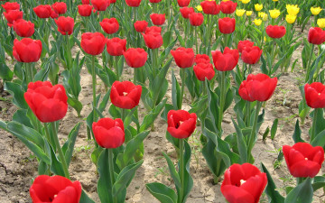 тюльпаны красные, поле тюльпанов, цветы, red tulips, field of tulips, flowers