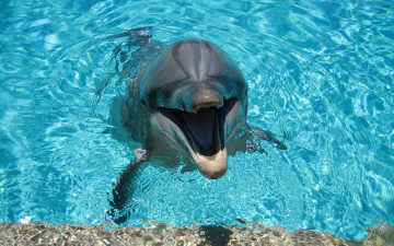 2560х1600 весёлый дельфин в воде
