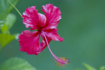 Фото бесплатно гибискус, розовый цветок, флора