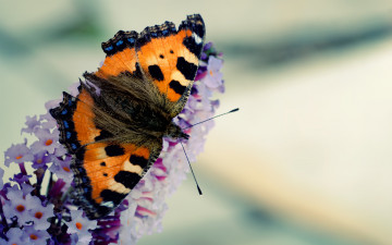 бабочка, цветок, макро, весна, красивые обои на рабочий стол, butterfly, flower, macro, spring, beautiful wallpapers on your desktop
