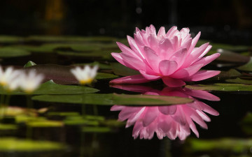 hd wallpapers, розовый цветок, лотос, водоем, Pink flower, lotus, pond