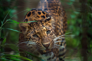 дикая кошка, леопард, животное, пятнистое, морда, зубы, растение, wildcat, leopard, animal, spotted, snout, teeth, plant