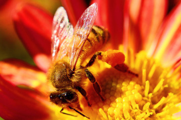 макро, пчела пьет нектар на цветке, насекомое