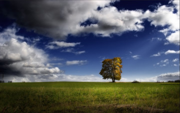 поле, одинокое дерево, трава, природа, небо, тучи, пейзаж, Field, lonely tree, grass, nature, sky, clouds, landscape